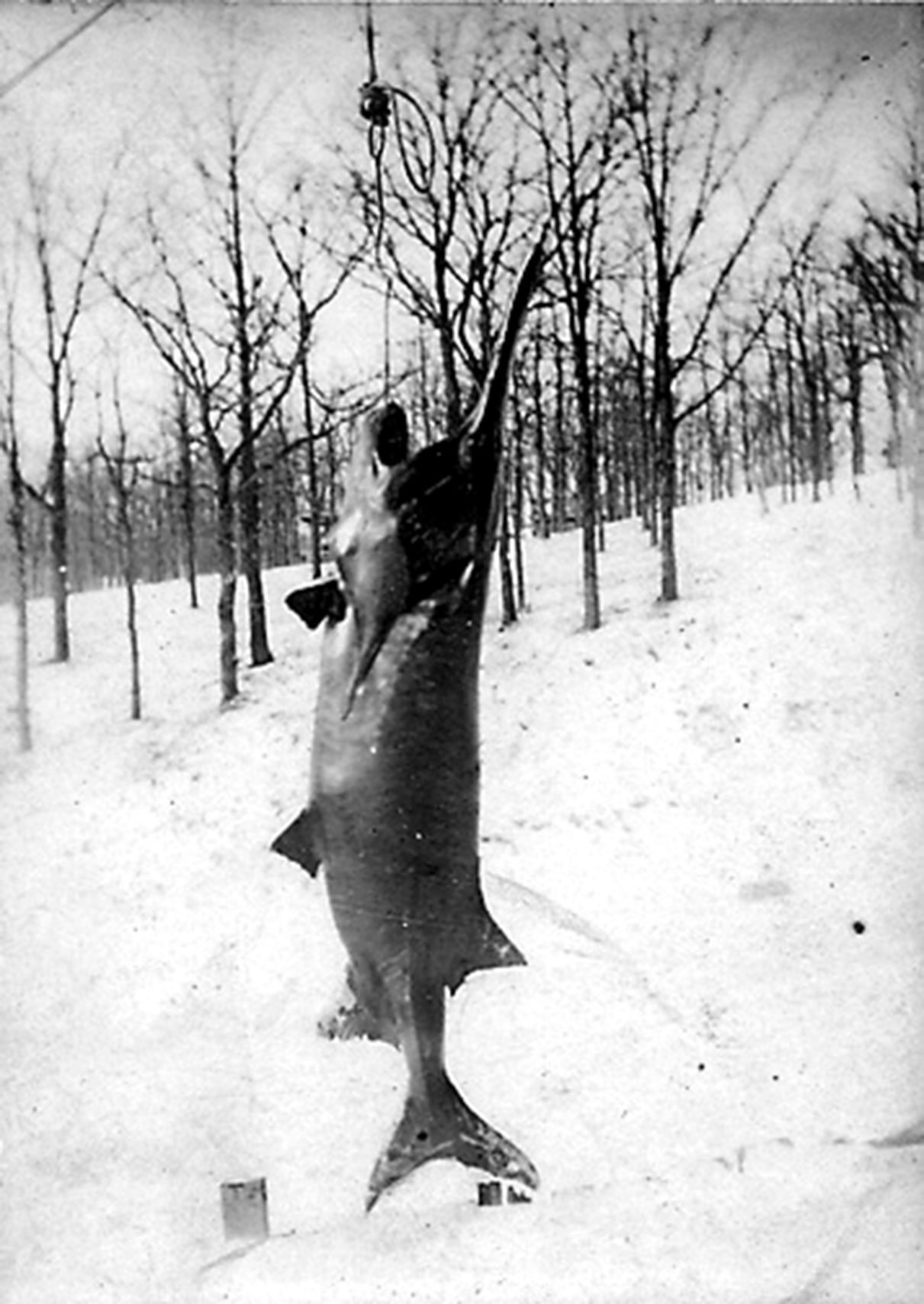 Lake Monsters